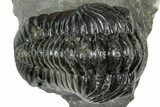 Arched Austerops Trilobite - Ofaten, Morocco #323727-1